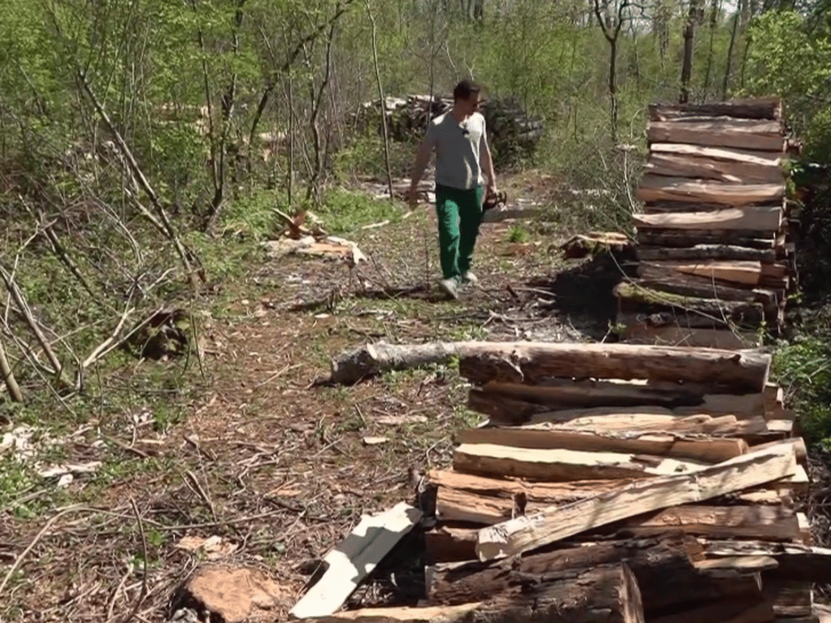 Les vols d’arbres en France atteignent des niveaux inquiétants, alimentés par une demande accrue pour le bois. Les propriétaires de forêts privées font face à un fléau qui endommage non seulement leur patrimoine économique, mais aussi leurs liens avec la nature.