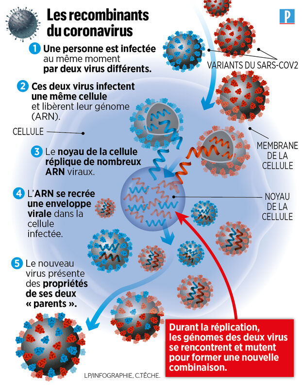 Nouvelle Variante du SARS-CoV-2 : Une Nouvelle Menace Infectieuse et Immunoévasive