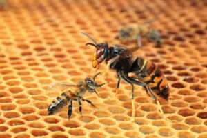 250 millions d’abeilles en fuite : une catastrophe écologique aux États-Unis