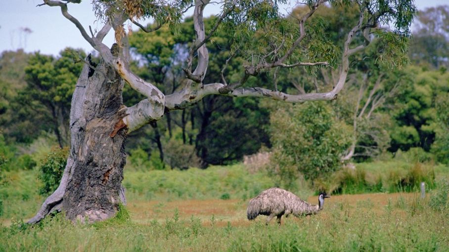 Une jeune femme allemande retrouvée après une épreuve douloureuse en pleine brousse australienne