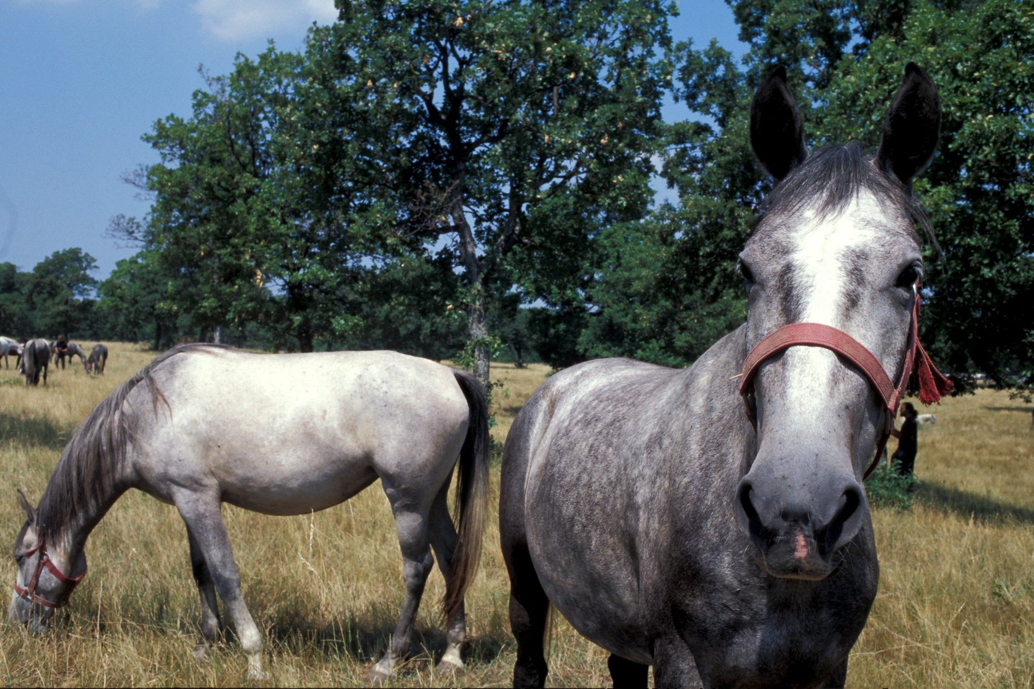 Les chevaux de la Seine-Maritime massacrés par un monstre inconnu : une tragédie qui secoue le Havre