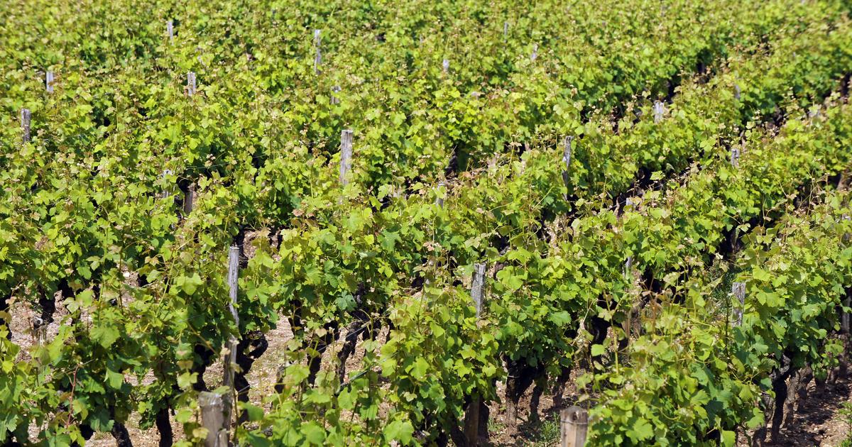 Un drame tragique dans un vignoble : un ouvrier percuté par un pressoir