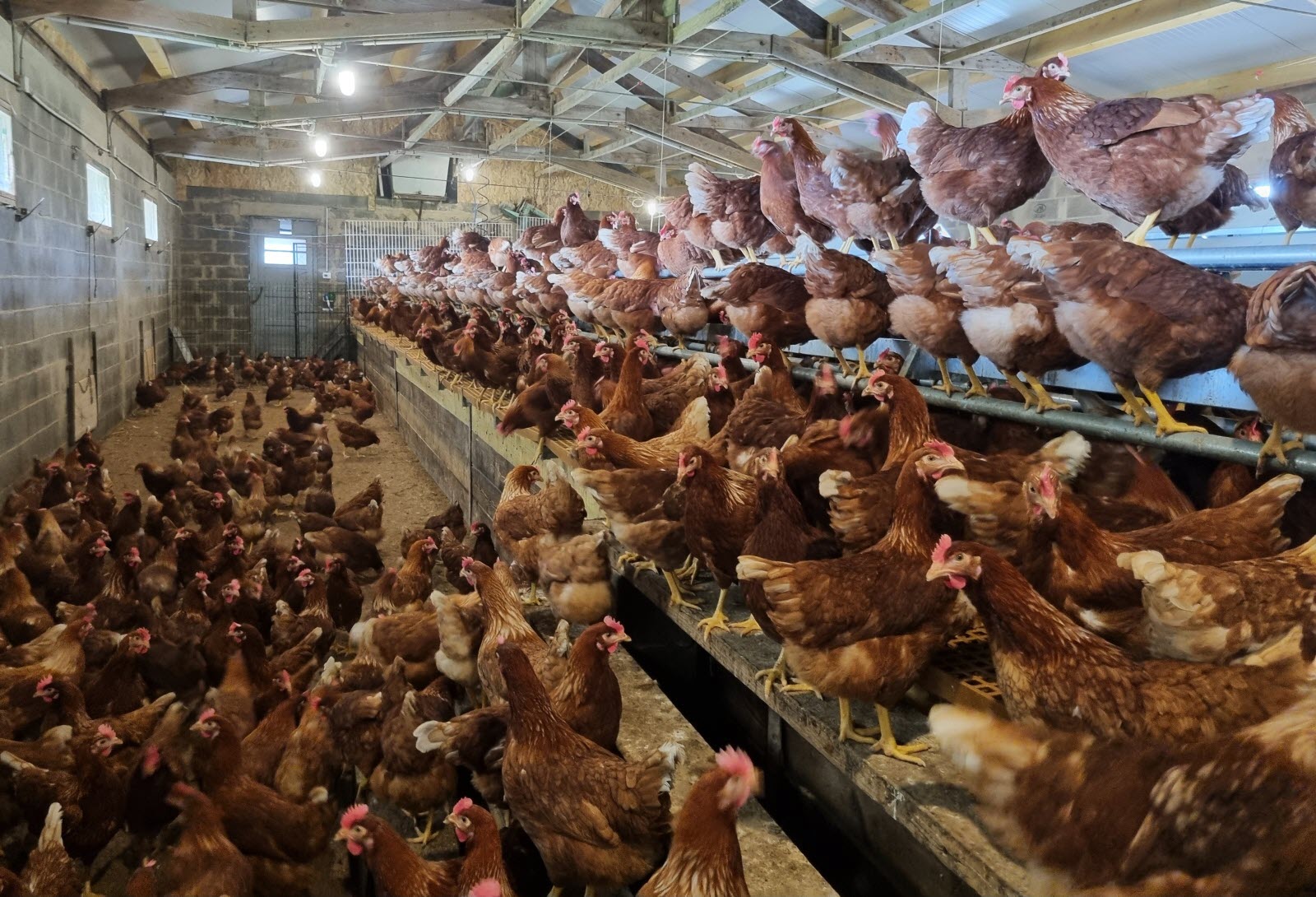 Crise sanitaire dramatique : des mesures brutales pour contenir la grippe aviaire dans le Grand-Est