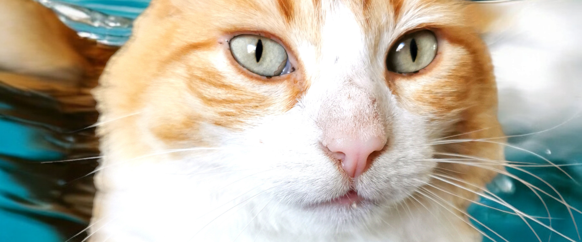 Une femme condamnée à 1 250 euros pour des dégradations attribuées à son chat