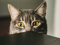 Un chat condamné à l&rsquo;isolement : une décision judiciaire qui scandalise les habitants de Béziers