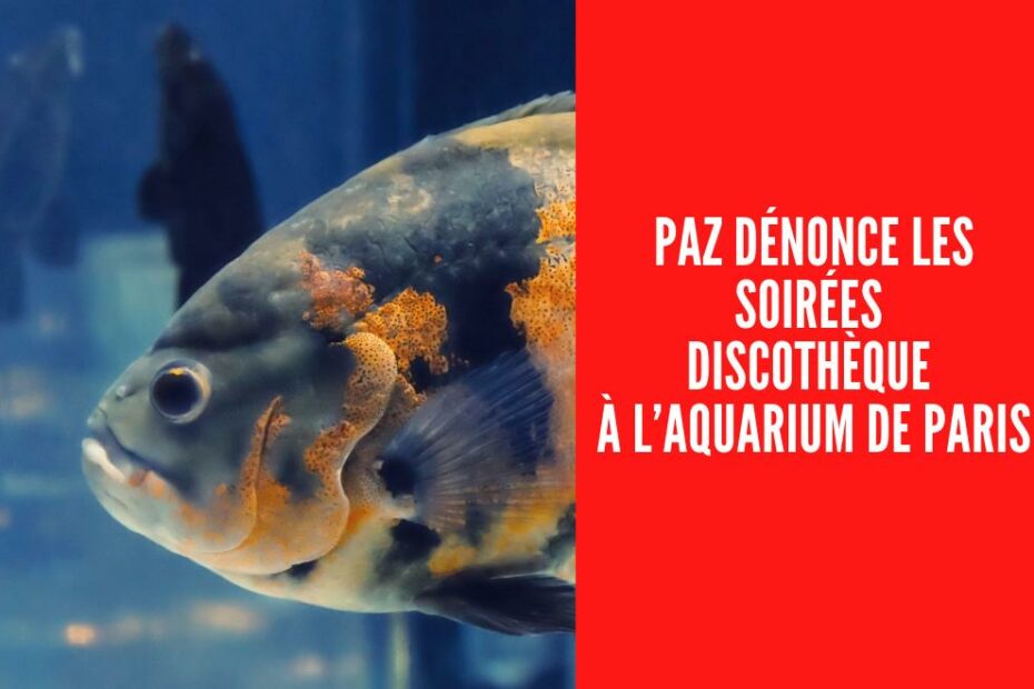 Le tribunal de Paris ordonne la fermeture des soirées dansantes à l’Aquarium après violation du code de l’environnement