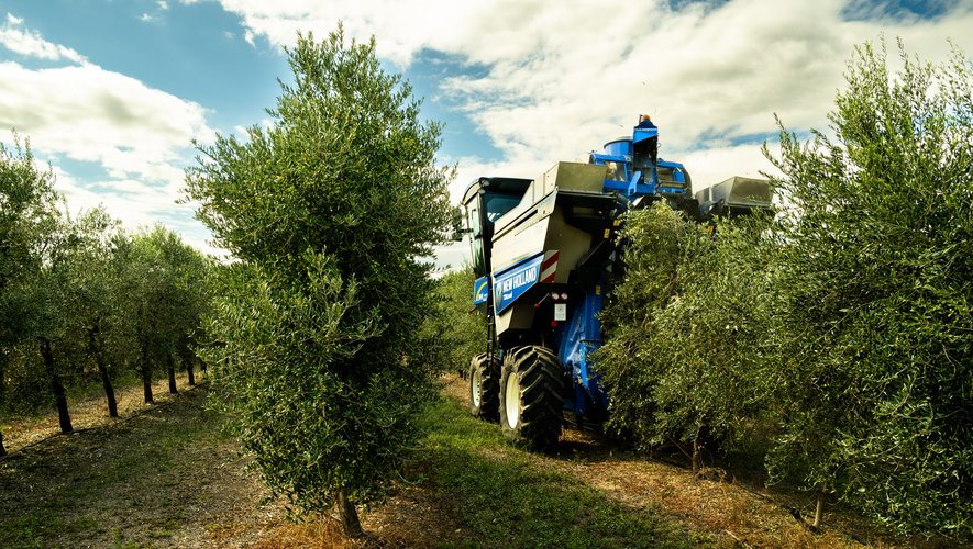 Récolte record d’olives en Languedoc : une moisson exceptionnelle qui secoue l’économie locale